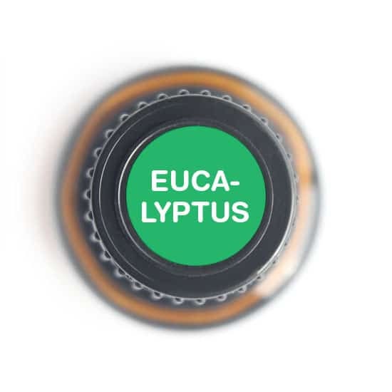 Essential oil of EUCALYPTUS RADIATA - 15ml