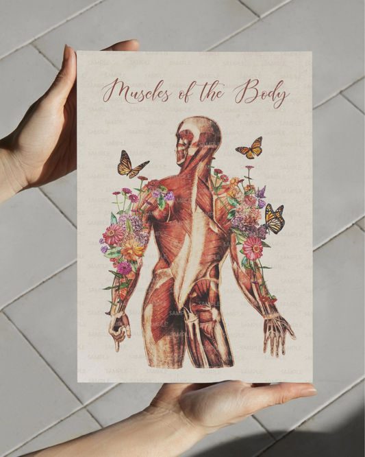 Vintage "Muscles of the Body" Muscular Picture for Massage Therapist Office or Home (Several Choices)