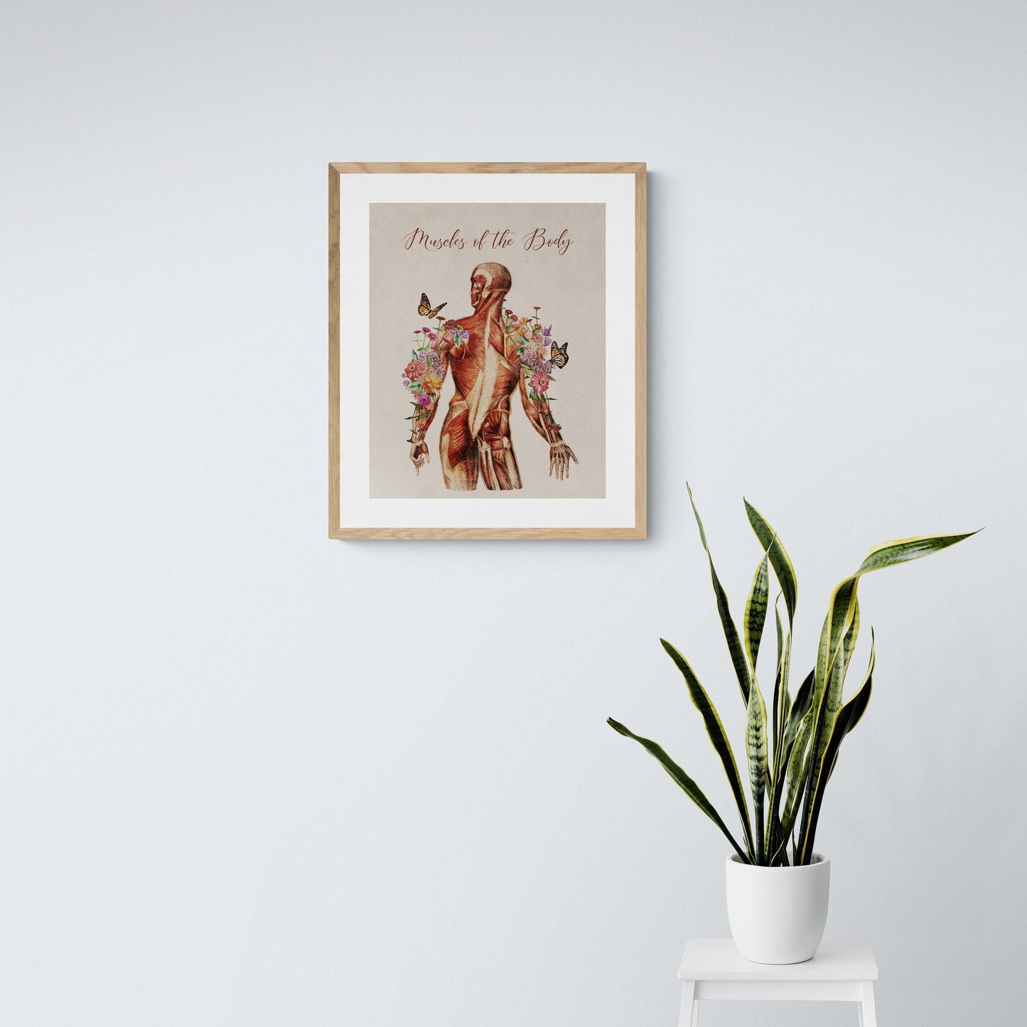 Vintage "Muscles of the Body" Muscular Picture for Massage Therapist Office or Home (Several Choices)