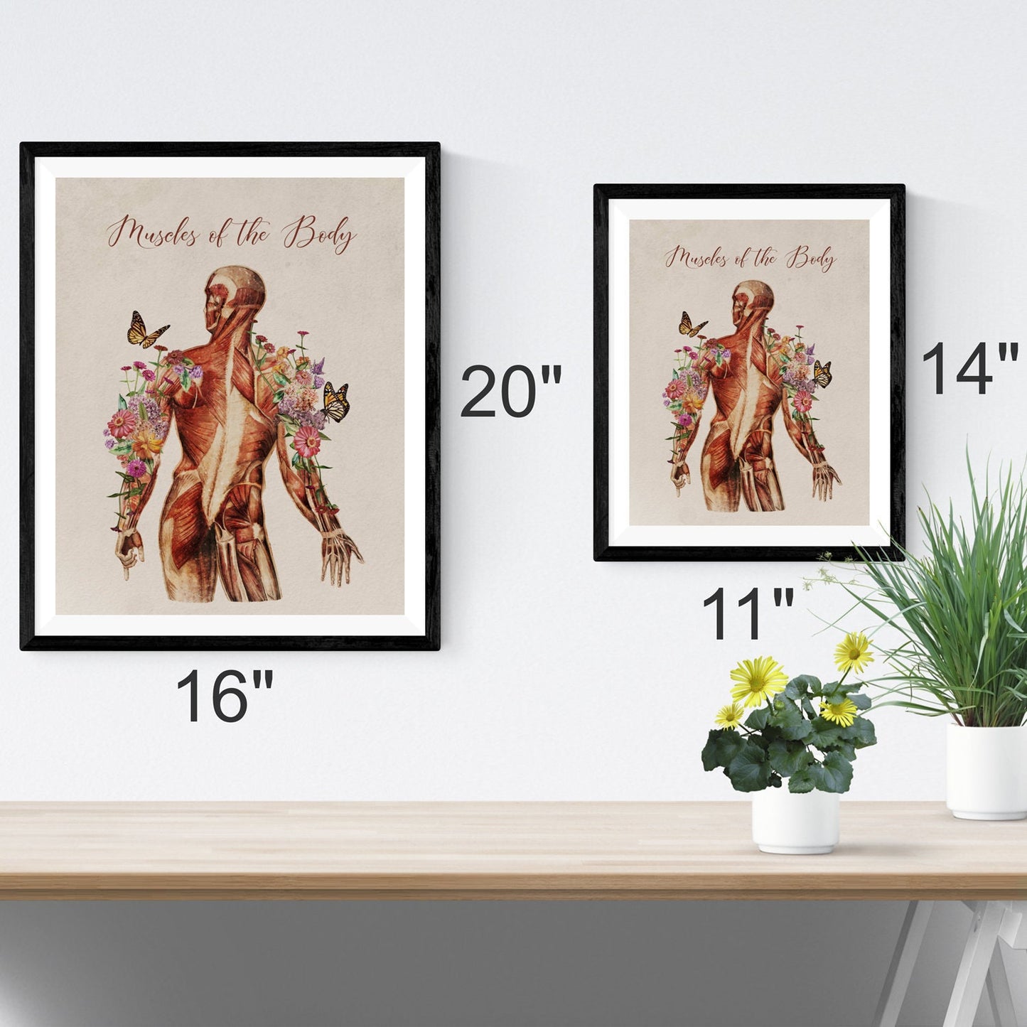 Vintage "Muscles of the Body" Muscular Picture for Massage Therapist Office or Home (Several Choices)