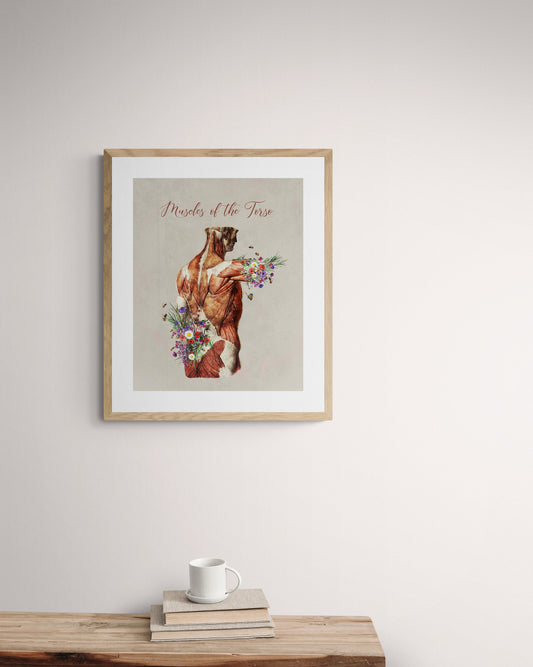 Vintage Muscles of the Body Pictures for Massage Therapist