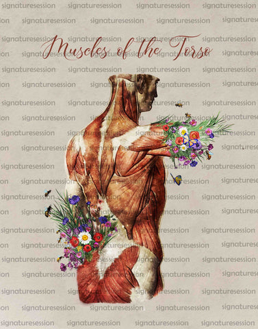 Vintage Muscles of the Body Pictures for Massage Therapist